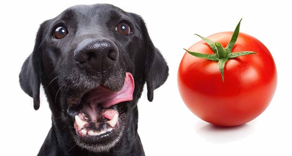 The Catch: Dogs Eating Red, Ripe Tomatoes in Moderation